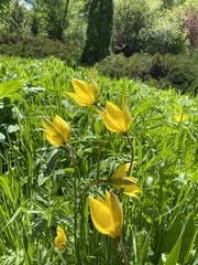 Tulipa sylvestris biebersteiniana