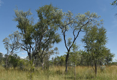 Eucalyptus melanophloia