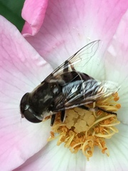 Eristalis dimidiata
