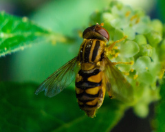 Parhelophilus