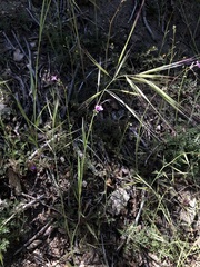 Saltugilia splendens