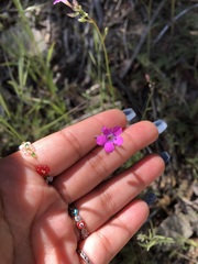 Saltugilia splendens