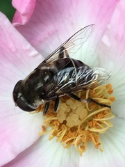 Eristalis dimidiata