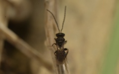 Teleasinae