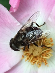 Eristalis dimidiata
