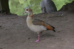 Alopochen aegyptiaca