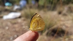 Eurema