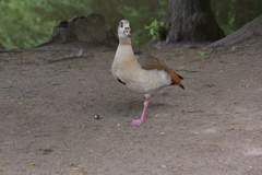 Alopochen aegyptiaca