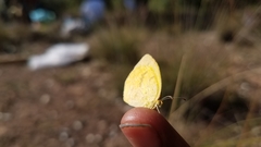 Eurema