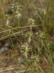 Ptilotus fusiformis