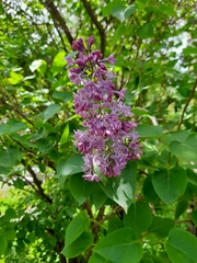 Syringa vulgaris