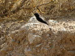 Oenanthe albonigra
