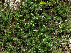 Ononis reclinata