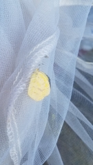 Eurema