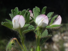 Ononis reclinata