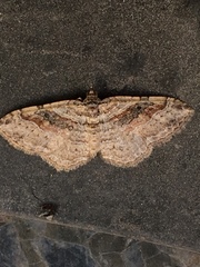 Costaconvexa centrostrigaria