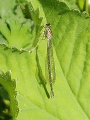 Coenagrion hastulatum