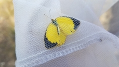 Eurema