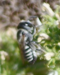 Megachile apicalis