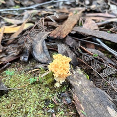 Ramaria capitata