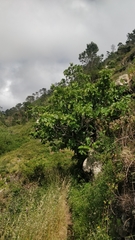 Ficus carica image