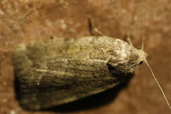Athetis gluteosa