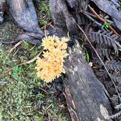 Ramaria capitata