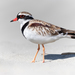 Black-fronted Dotterel - Photo (c) Amaya M., some rights reserved (CC BY-NC), uploaded by Amaya M.