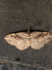 Costaconvexa centrostrigaria