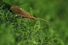 Hydropsychoidea