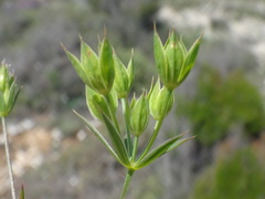 Bupleurum veronense