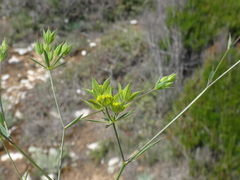 Bupleurum veronense