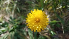 Asteraceae