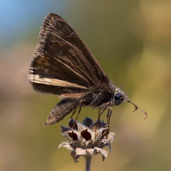 Erynnis propertius