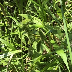 Carex comosa