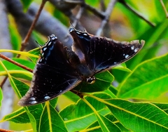 Charaxes phaeus