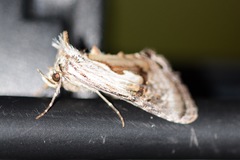 Chrysanympha formosa