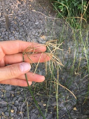 Cyperus articulatus