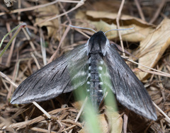 Sphinx perelegans
