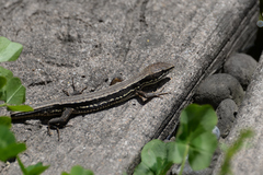 Takydromus tachydromoides