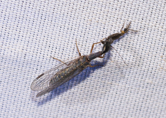Raphidiidae