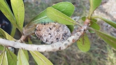 Borocera madagascariensis