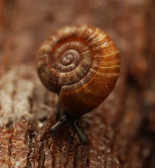 Gadoropa