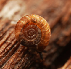 Gadoropa
