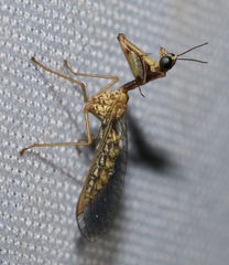 Leptomantispa pulchella