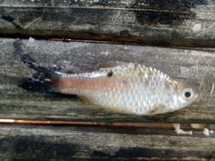 Puntius brevis