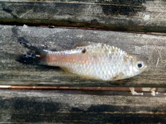 Puntius brevis