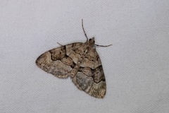 Thera contractata