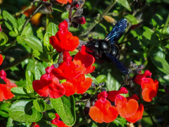 Xylocopa violacea