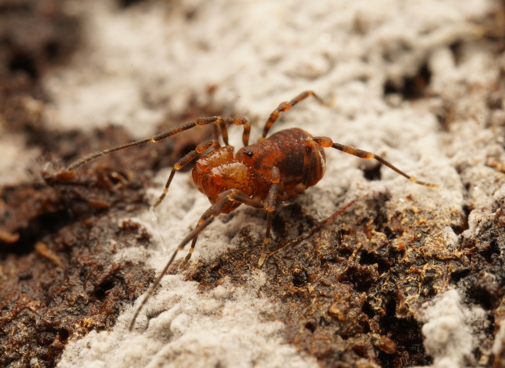 Miobunus parvus